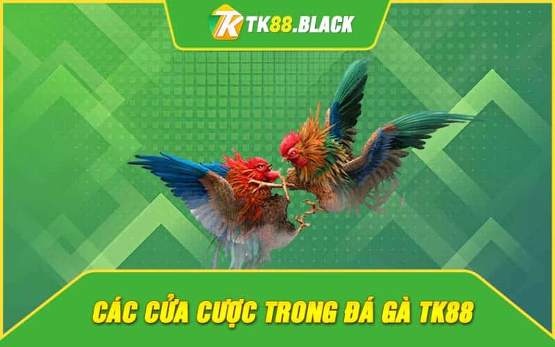 Các cửa cược trong đá gà TK88 Các cửa cược trong đá gà TK88
